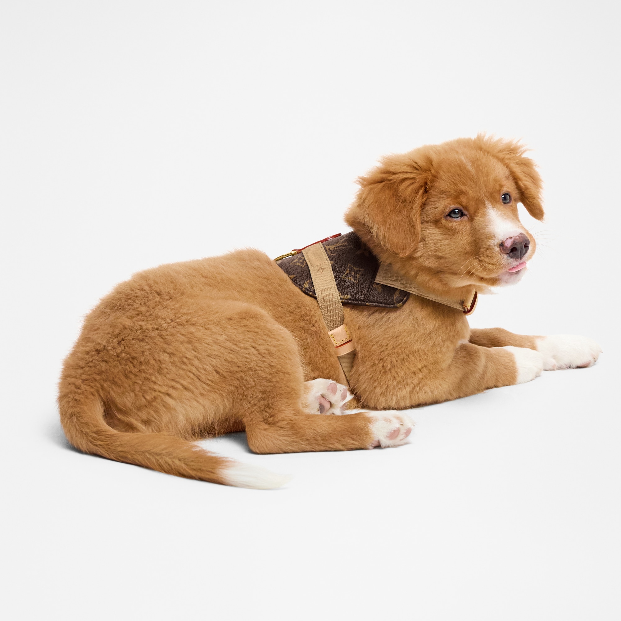 Harness PM - Pets Accessories GI1221 | LOUIS VUITTON